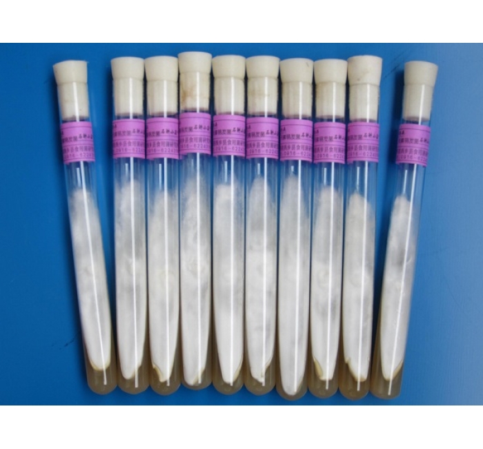 天麻萌發(fā)菌母種、原種、栽培種