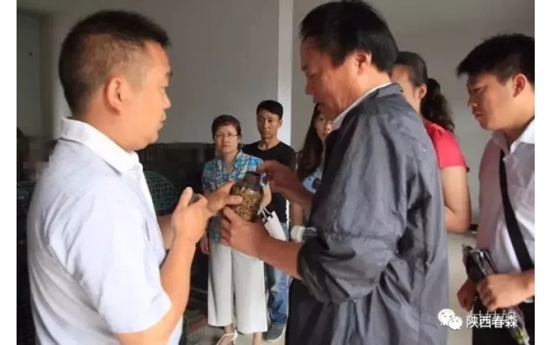 步長(zhǎng)制藥蒞臨西鄉(xiāng)縣食用菌研究所考察蜜環(huán)菌菌種